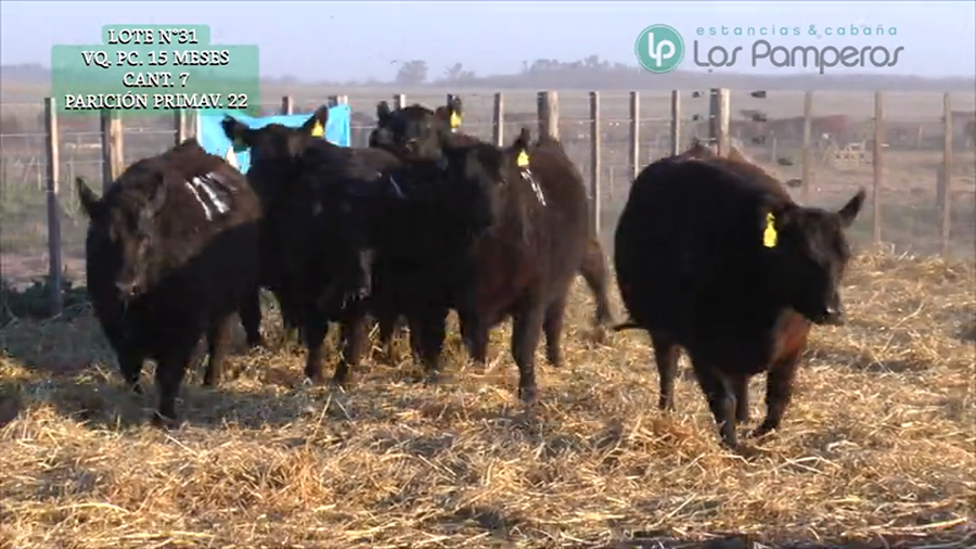 Lote VAQUILLONAS P.C. 15 MESES - PREÑADAS - PARICION PRIMAVERA