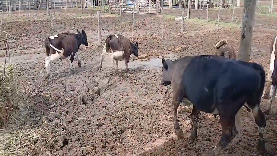 Lote 13 Terneros Holando Argentino en Sunchales, Santa Fe