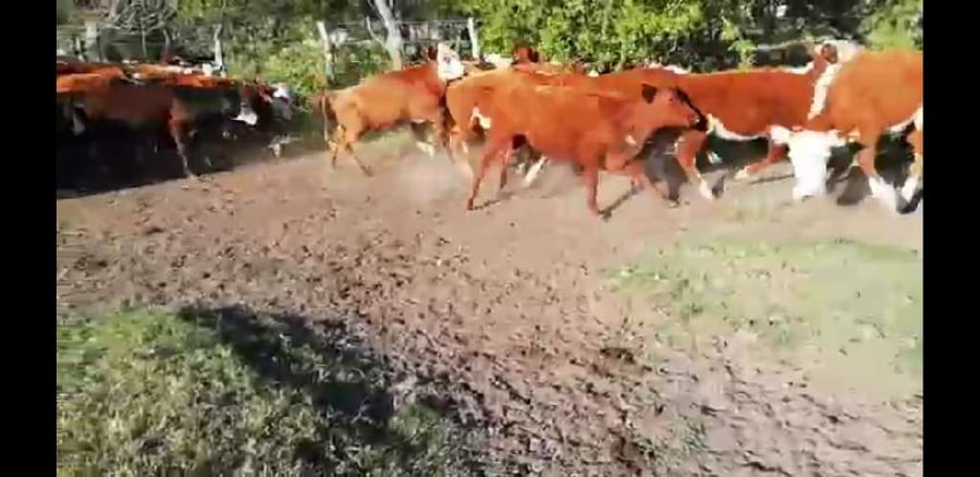 Lote 75 Terneros/as en Villaguay, Entre Ríos