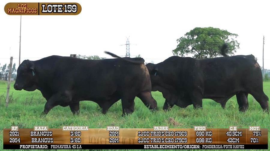 Lote LOTE 159