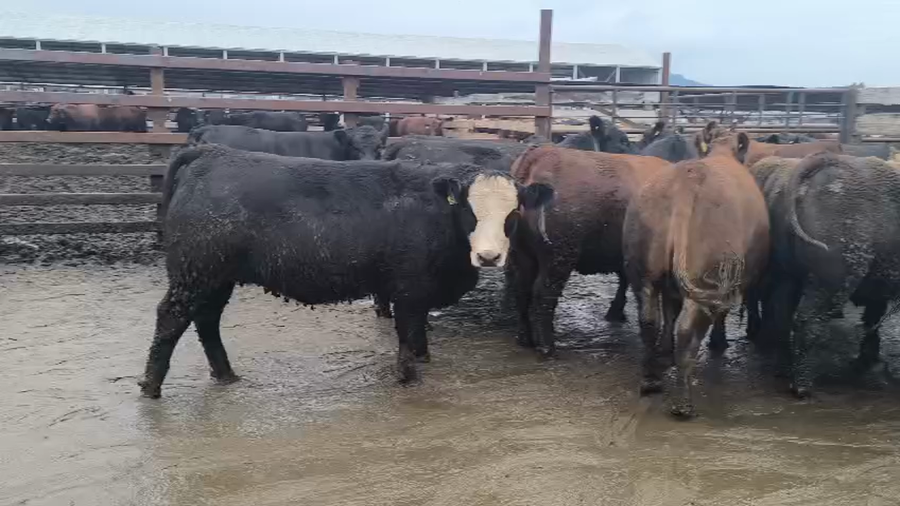Lote 20 Vaquilla Gorda en Los Ángeles, VIII Región Biobío