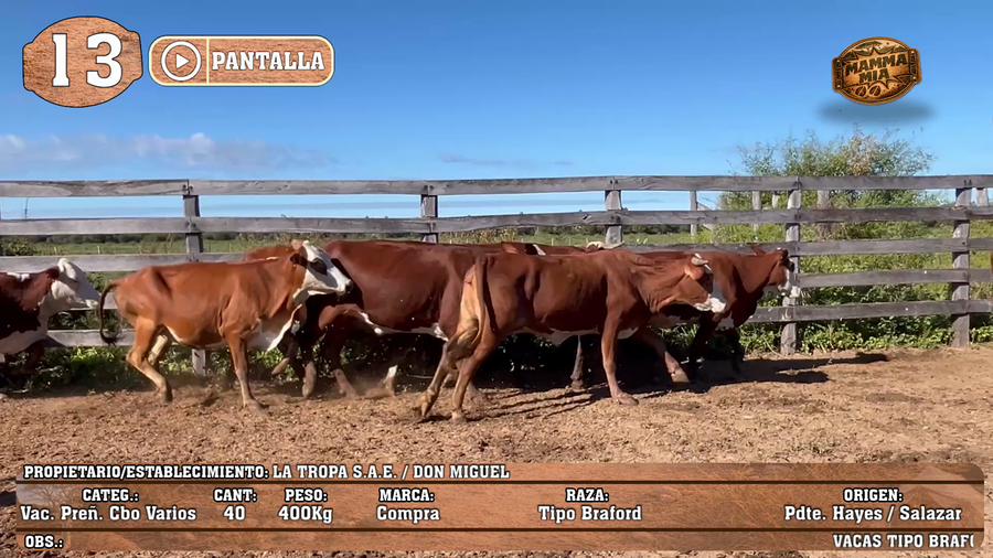 Lote LOTE 13 - POR PANTALLA