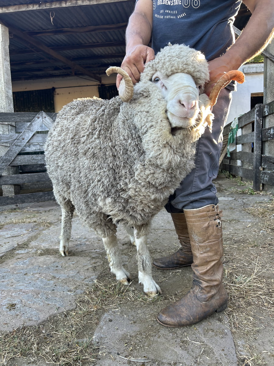 Lote Borrego 4/6D (MO: No)