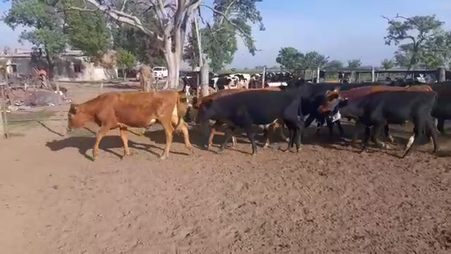 Lote 13 Terneras en Santa Fe, Galisteo