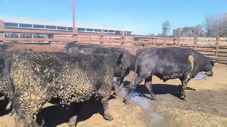 Lote 20 Novillo Gordo en Los Ángeles, VIII Región Biobío