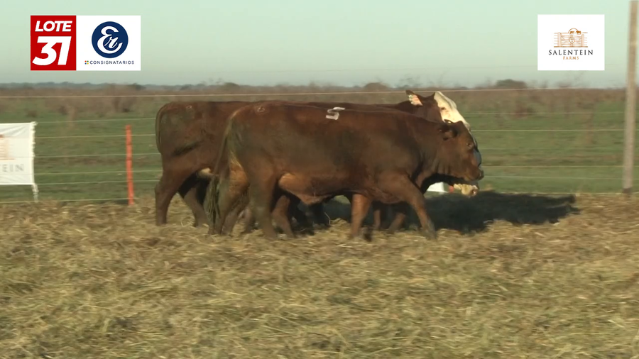 Lote Vaquillas Braford Planteleras Señal ´20-Preñadas IATF (22-12-2022) y Servicio Colectivo (01/01/23 al 05/02/23)