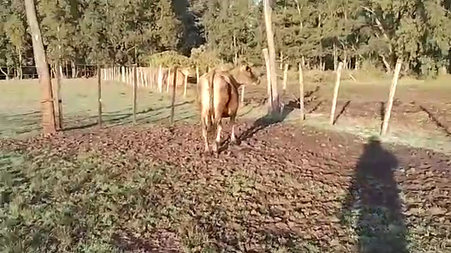 Lote Vacas de Invernada JERSEY a remate en PANTALLA CAMY 400kg - , San José