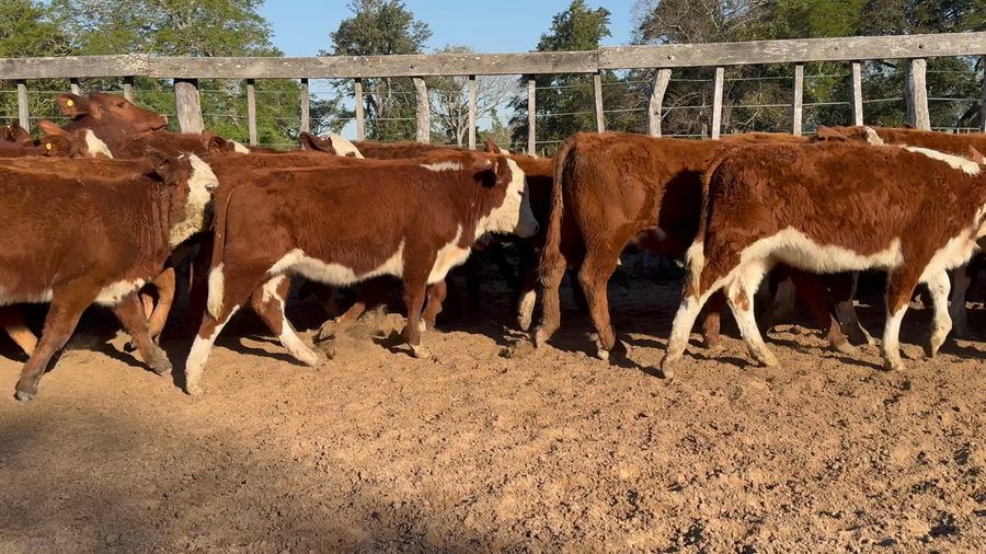 Lote 90 Terneras