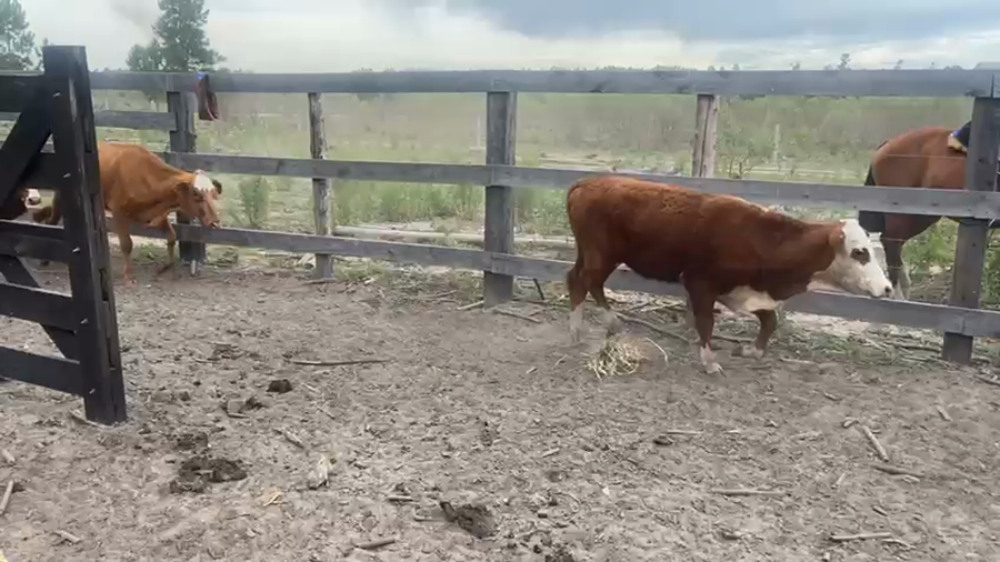 Lote 54 Terneras en Corrientes, Saladas