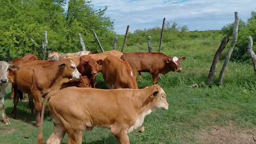 Lote 70 Terneros/as en Corrientes, Esquina