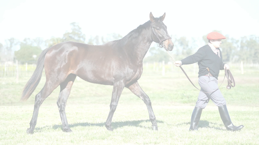 Lote PAULITA NIK (NICODEMUS -  PAULITA CHUCK)