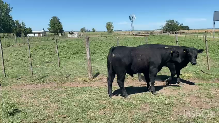 Lote 35 MEJ de invernar en Brandsen, Buenos Aires