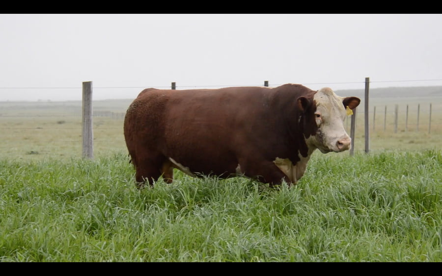 Lote POLLED HEREFORD