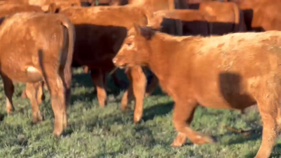 Lote 60Terneros en Lezama, Buenos Aires