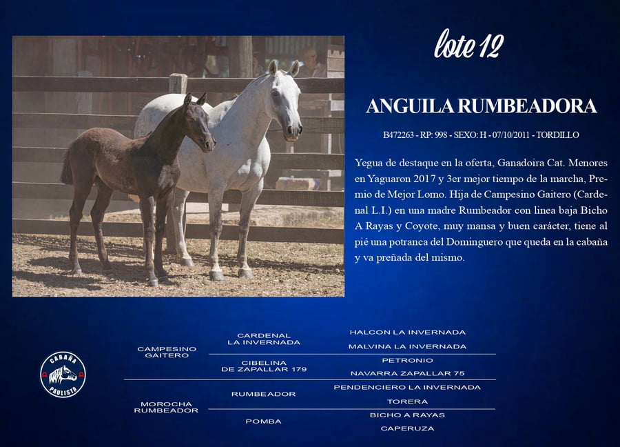 Lote Anguila Rumbeadora