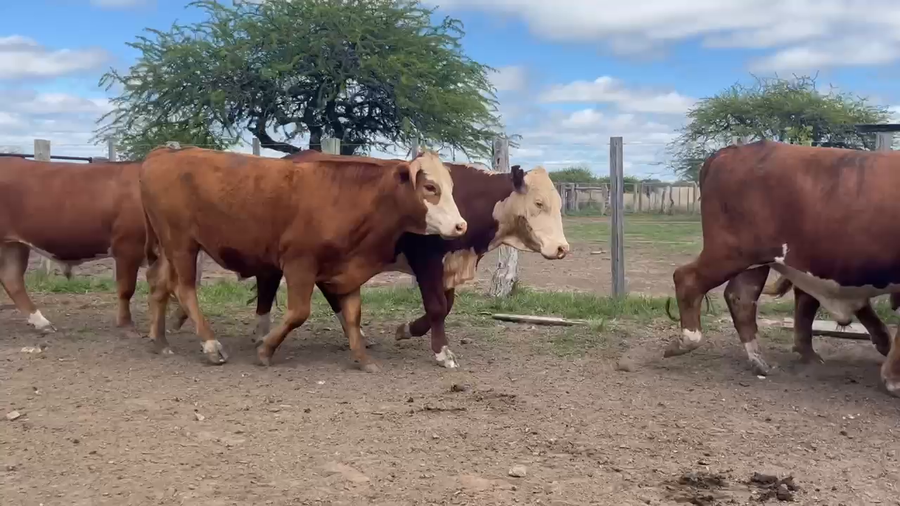 Lote 50 Novillos en Corrientes, Curuzu Cuatia