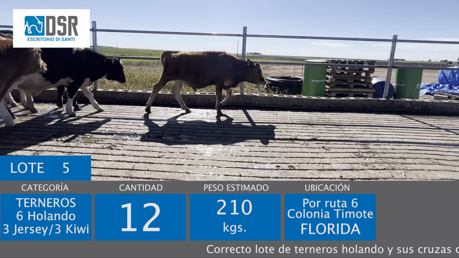 Lote 12 Terneros a remate en 11º Remate anual de Cabaña La Muesca, Florida
