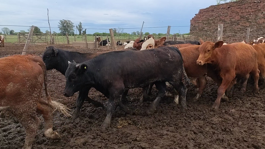 Lote 60 Terneros Braford, Brangus y Cruza en Suardi, Santa Fe