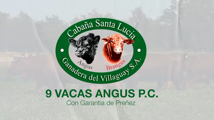 Lote 9 Vaquillonas PC preñadas