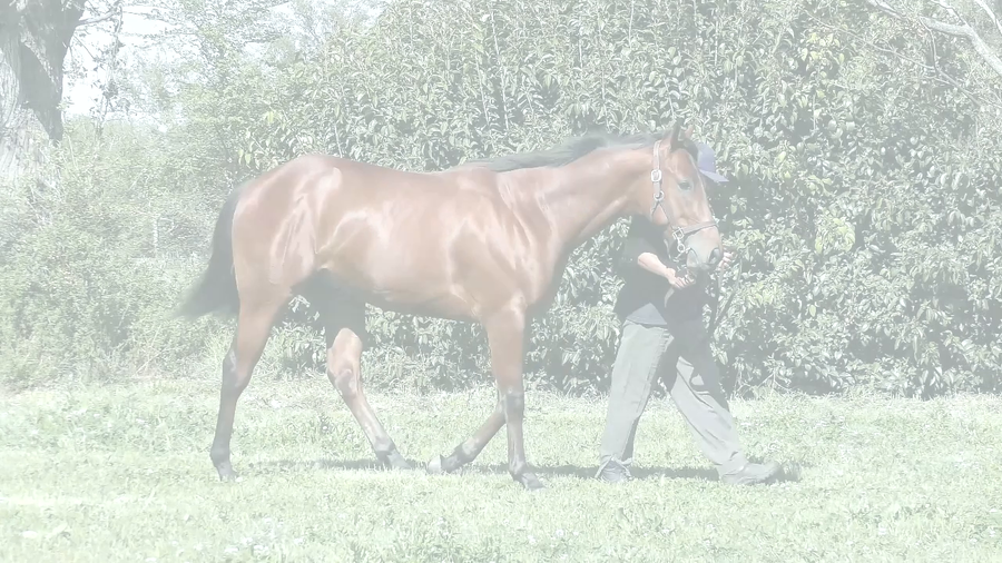 Lote MANI CHAU (MANIPULATOR -  MICHAUX)