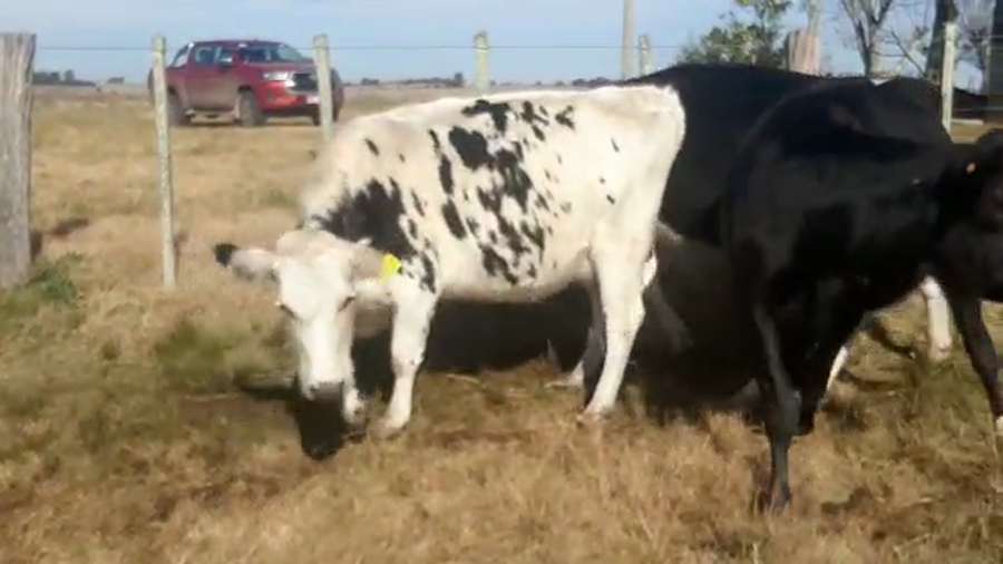 Lote 3 Vaquillonas 1 a 2 años HOLANDO a remate en PANTALLA CAMY 400kg - , San José