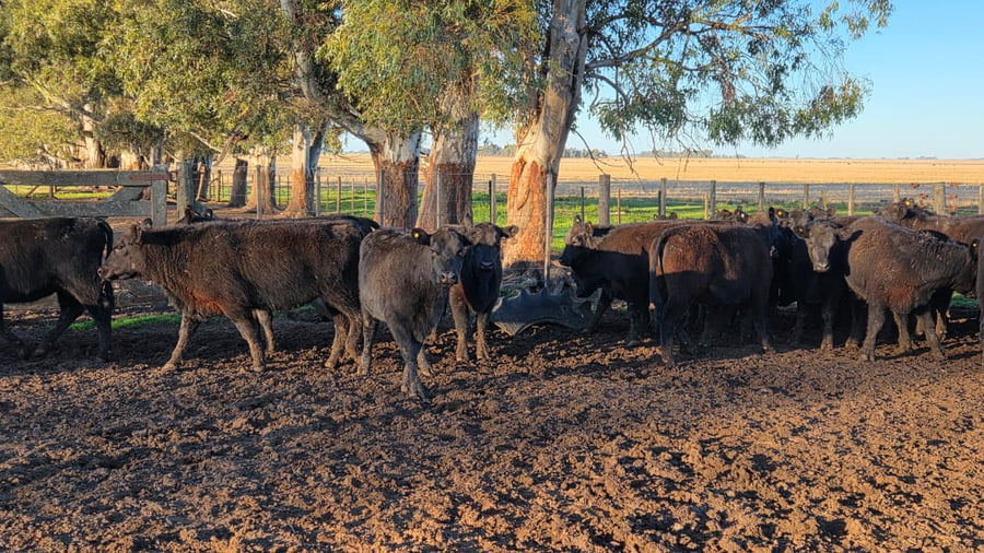Lote 50 Vaquillonas