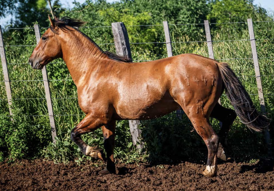 Lote TAÑIDO TIQUI TACA