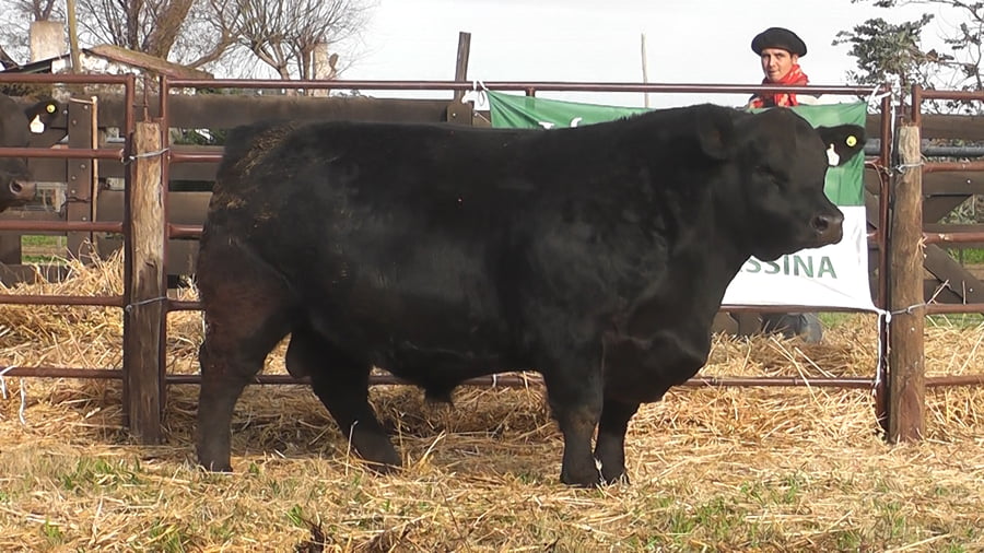 Lote TOROS ANGUS NEGROS PP