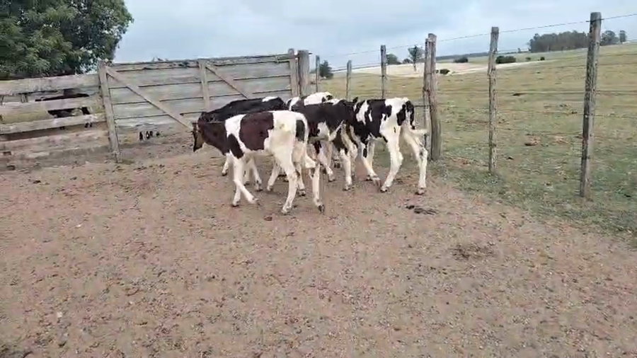 Lote 6 Terneros, San José