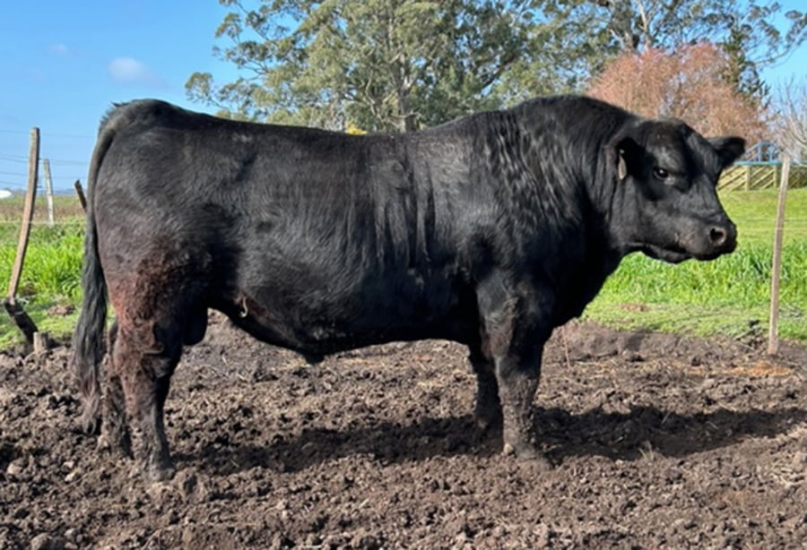 Lote TOROS PUROS DE PEDIGREE