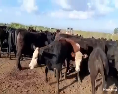 Lote 13 Novillitos en Dolores, Buenos Aires