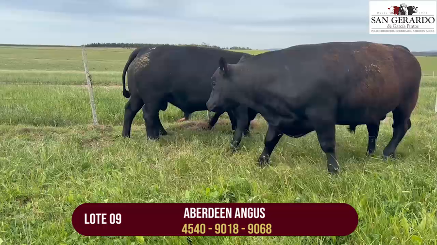 Lote TOROS ABERDEEN ANGUS