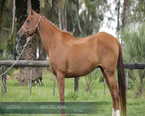 Lote INDIA DEL ALMA
