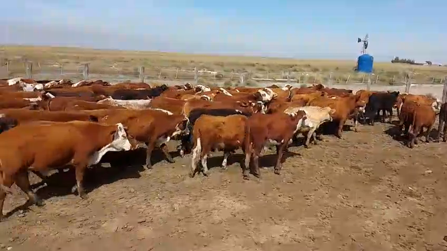 Lote 280 Novillitos