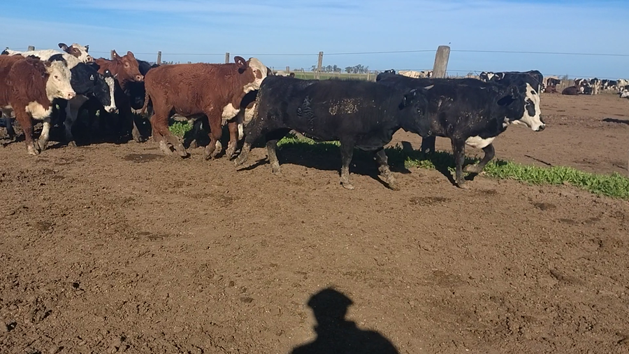 Lote 40 Novillitos Britanicos en Sacanta, Córdoba