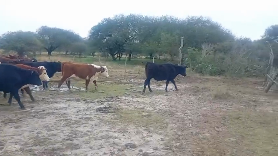 Lote 55 Novillitos en Entre Ríos, Chajarí