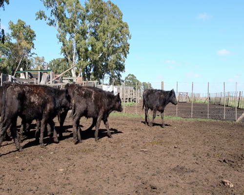 Lote Terneros Angus en Benito Juarez, PBA.-