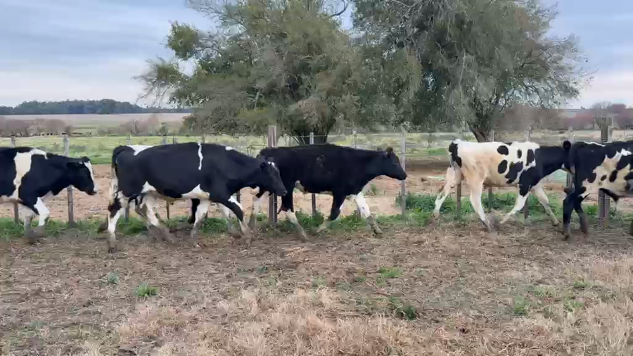 Lote NOVILLOS 1 a 2 AÑOS
