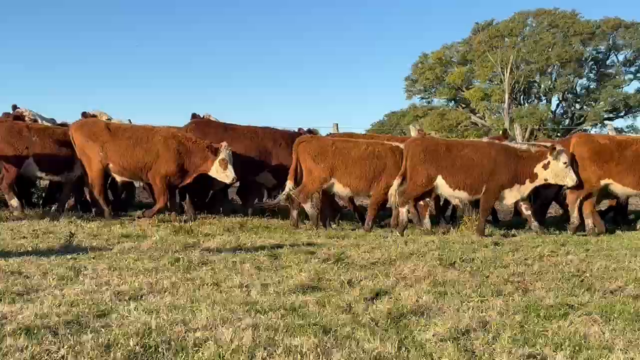 Lote 110 Novillitos en Corrientes, Curuzu Cuatia