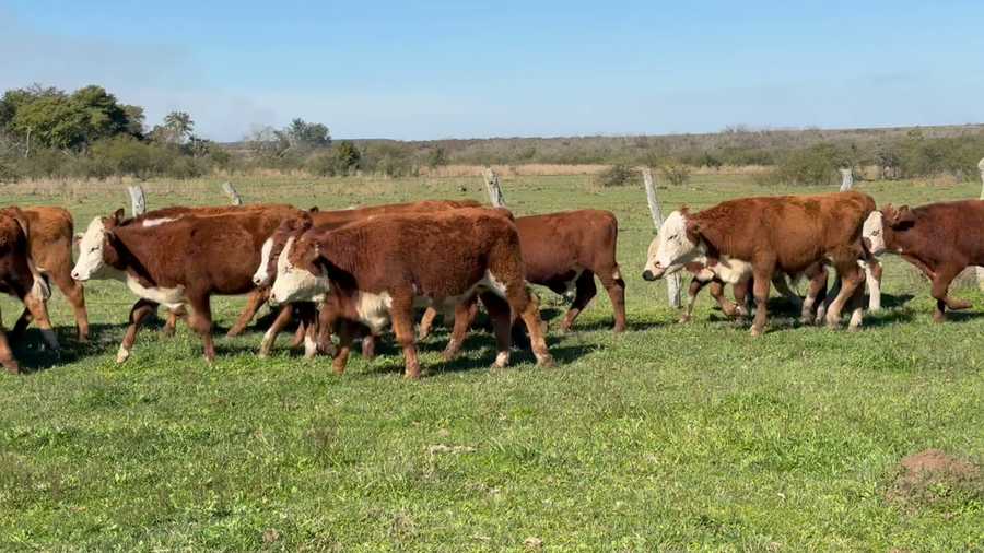 Lote 110 Terneros