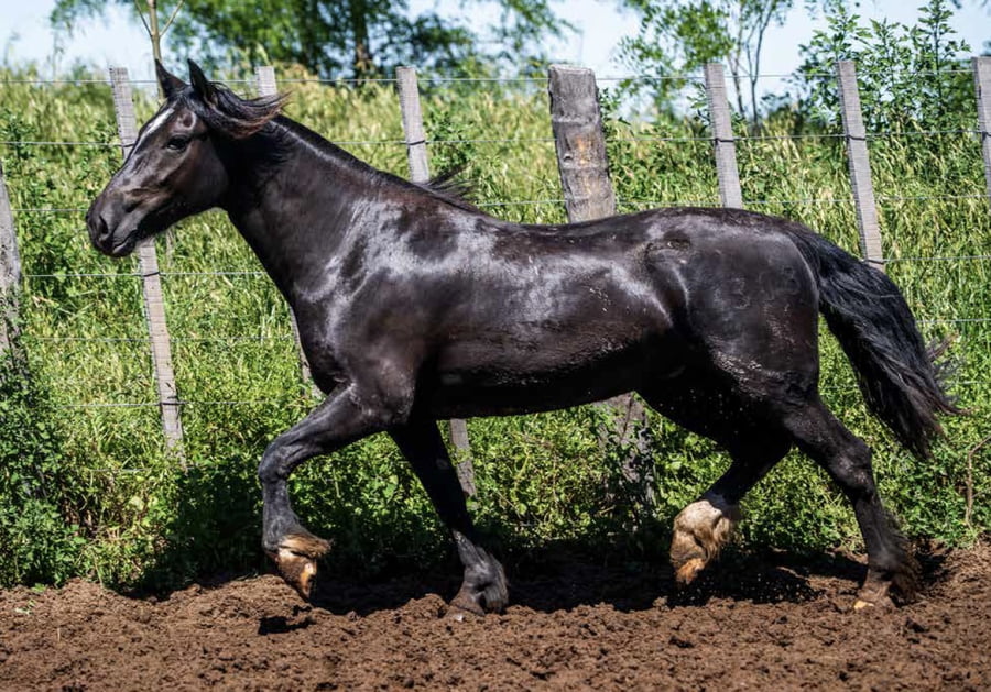 Lote DEL OESTE TARANTULA