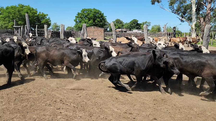 Lote 260 Terneras en Itatí, Corrientes