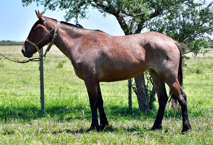 Lote Festuca La Garrapata