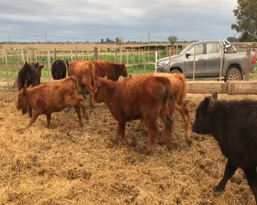 Lote 29 Terneros/as en Guernica, Buenos Aires