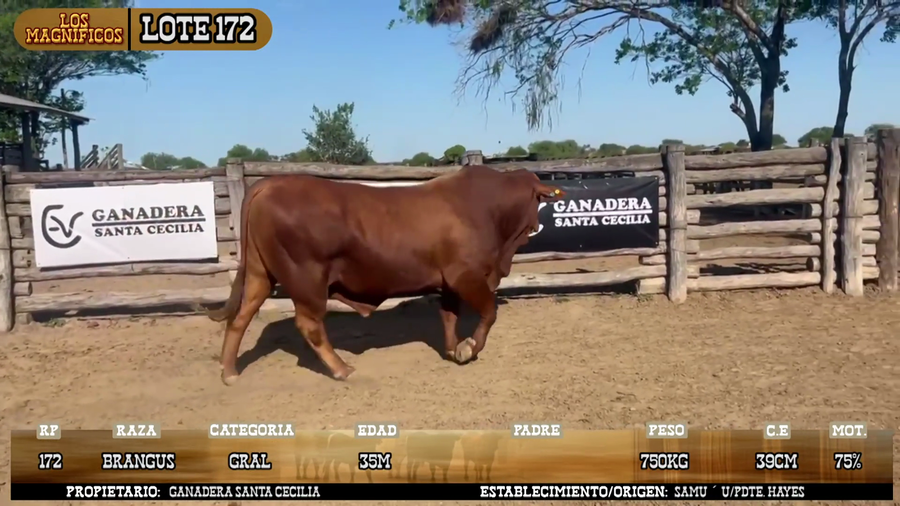 Lote LOTE 172