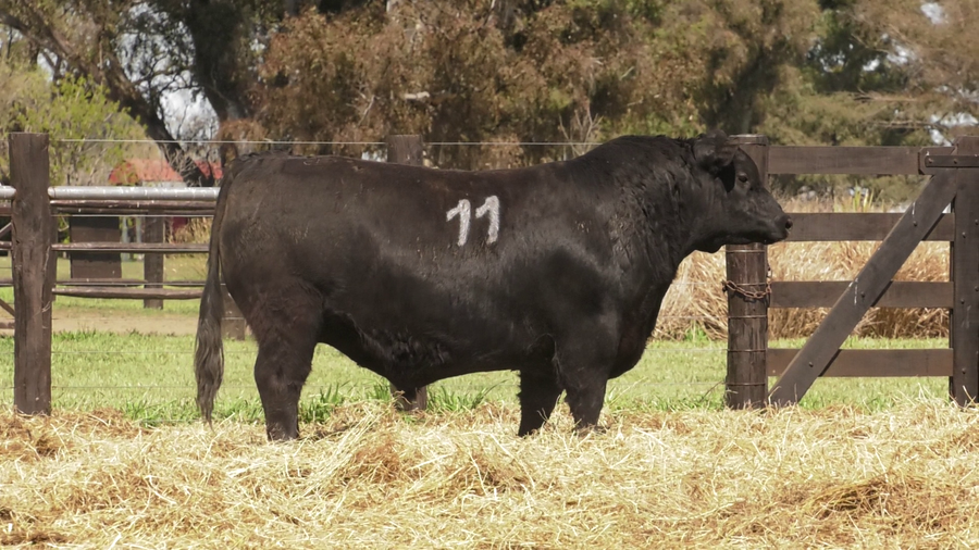 Lote TOROS ANGUS PURO CONTROLADO