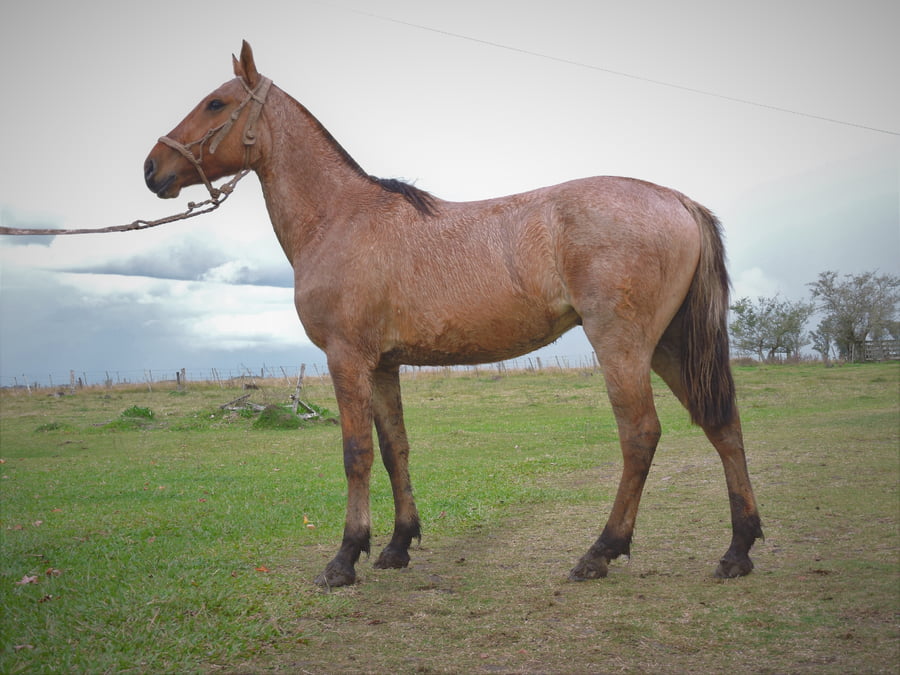 Lote RUSO EL TACUARAL - R.P. 344