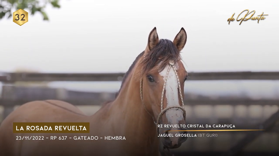 Lote LA ROSADA REVUELTA