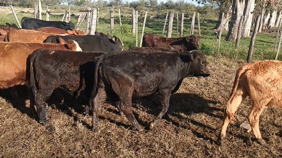 Lote 60 Terneros/as Británicos y cruzas en Moisés Ville, Santa Fe