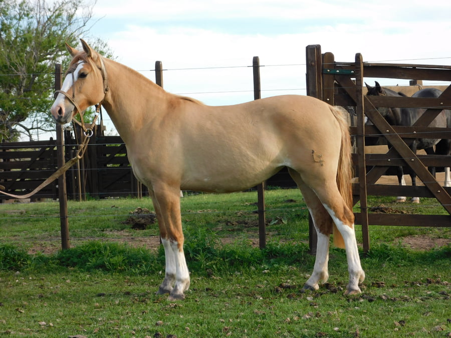Lote Trenza Rubia Ñaro